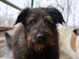 Liebenswerter Rauti sucht sein Zuhause