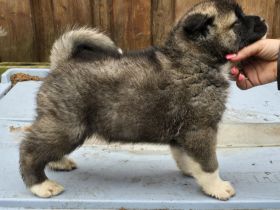 American Akita Welpen