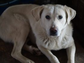 Aico, Labrador sucht Halter: Adopt, don´t shop!