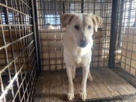 Aico, Labrador sucht Halter: Adopt, don´t shop!