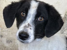 Amora, Niara, Lino geb. ca. 03/2024, lebt in GRIECHENLAND, auf einer privaten Pflegestelle