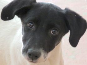 Opal 3 (frei) und Onyx (vermittelt), Pointer-Mix