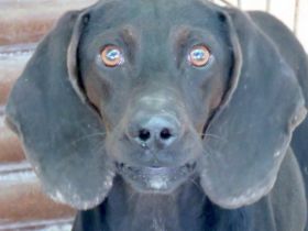 Lenny 3, männlicher Mischling