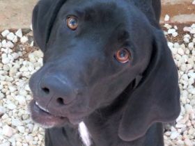 Charlie 11, männlicher Mischling