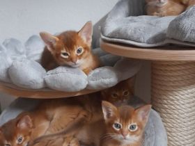 Somalis und Abessinier von Diajo