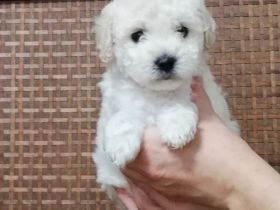 Maltipoo
