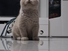 Reinrassige BKH Kitten mit Stammbaum