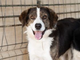 Fellnase Vili sucht vertrauensvollen Zweibeiner