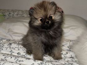 Pomeranian Zwergspitz Welpe