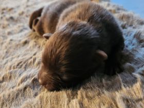 Schokoladenbärchen/ Braune Kleinspitzwelpen