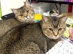 2x BKH Kater Kätzchen Kitten Britisch Kurzhaar aus Dortmund