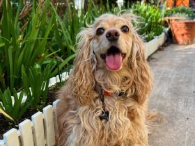 Cocker Spaniel Welpe