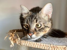 Stubentiger Pepper sucht seine Menschen!