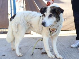 Rüdiger - liebebedürftig und menschenbezogen!