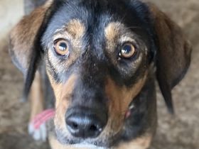 Zona, geb. ca. 11/2022, lebt in GRIECHENLAND, auf einer privaten Pflegestelle