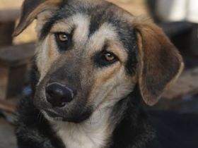 Chita, Ciri, Vojan, geb. ca. 05/2024, lebt in GRIECHENLAND, auf einer privaten Pflegestelle