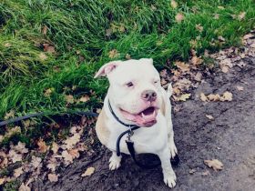 Amerikanischer Bulldog