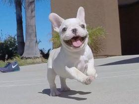 Französische Bulldoggenwelpen zu verkaufen!