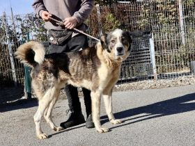 Outlaw sucht dringend ein neues Zuhause. Das Shelterleben überfordert ihn.