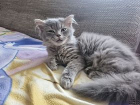 Bkh-Kitten zu verkaufen