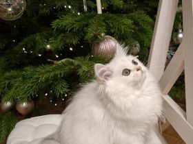 Zuckersüße BLH Katze, black silver shaded point, mit Stammbaum