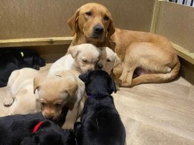 Wunderschöne Labradorwelpen suchen ihr Zuhause!