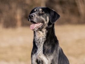 Zera sucht ihre Lieblingsmenschen