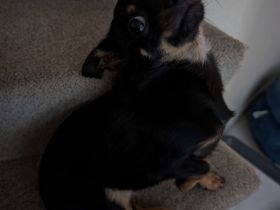 Chihuahua - Prager Rattler Mischlingsdame