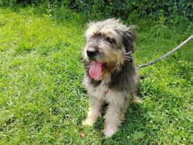 Wuschelhund Mailo sucht sein Körbchen