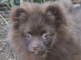 Flauschige Pomchi Welpen ( 75% Zwergspitz x 25% Chihuahua ) in schoko und creme !