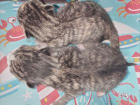 2 Kater mit 6 Monaten und 2 Katzen 3 Monate suchen neues Zuhause