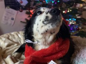 Nur noch 4 wunderschöne Welpen suchen ihr für immer zuhause!