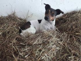 Suche Jack Russell Deckrüde