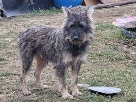 Happy End für Struppi gesucht