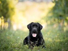 Labrador Deckrüde mit FCI Ahnentafel