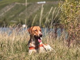 Dreibein Alisa sucht Menschen mit großem Herz