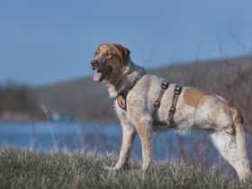 Alisa sucht Menschen mit großem Herz