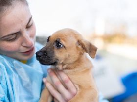 Kämpferin Amara sucht Dich!