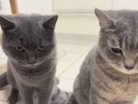 2 BKH Brüder 8 Monate Checkheft gepflegt 🤗