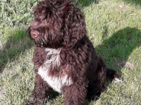 Portugiesischer Wasserhund Welpen