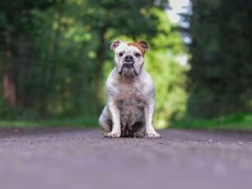 Weihnachtswunder für Bertha?