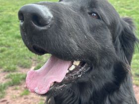 Flat Coated Retriever Welpen