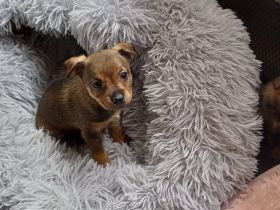 Zuckersüsss lebhafte michlingsrüden