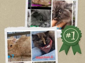 Außergewöhnliche Perser Mix Kätzchen