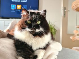 Shila - Langhaarmix - sucht ruhiges Plätzchen zum alt werden