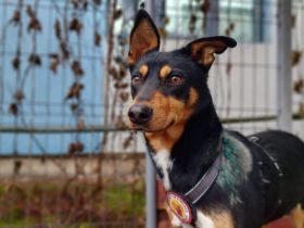 Widar wartet auf sein Glück