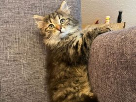 Wunderschönes Sibirisches Kätzchen sucht Ihre Familie