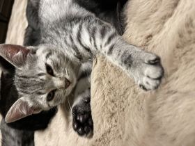 Kitten Verkauf bkh + Bengal