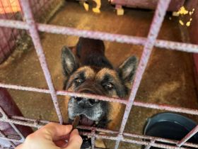 Alterswohnsitz für stattlichen Rex, den grau-bärtigen, gesucht.