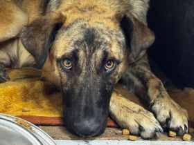 Rocco blickt hoffnungsvoll in seine Zukunft!